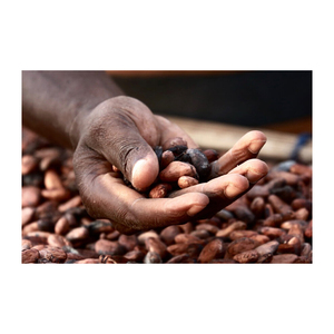 เมล็ดโกโก้ดิบอบแห้งคุณภาพสูงจากออสเตรีย |   บรรจุภัณฑ์แบบจำนวนมาก |   เกรดเอ |   ผู้จัดจำหน่ายเมล็ดโกโก้แบบ OEM/ODM - Product Image 6