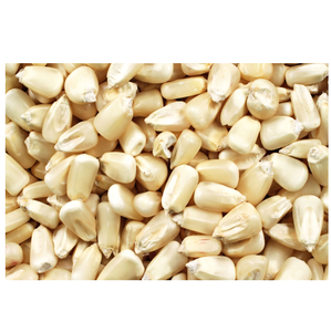 Maíz blanco orgánico sin OGM Maíz seco para alimentación humana y animal Cultivo de maíz blanco - Product Image 2