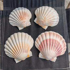 หอยเชลล์ผสมสีแบบเวียดนาม-เปลือกหอยธรรมชาติและทาสีจริงสำหรับทำ DIY ทำเทียนถาดสบู่ของตกแต่งธีมชายหาด - Product Image 1