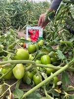 Tomatenhybride ROCK F1 Zaden - 99,9% Zuiverheid 90% Kiembare Zaden Rode Ovale Vruchten Oorsprong Pakistan Merk Moon Star