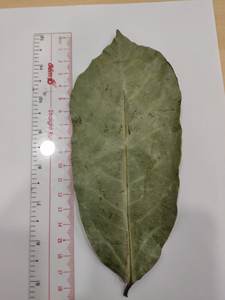 100% Corossol naturel de qualité supérieure vérifié sans OGM Feuilles de Corossol séchées Vente en gros du Vietnam Tisane sans caféine - Product Image 6