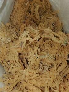 มอสทะเลจามาไก่พรีเมี่ยมแห้งโดยไม่เค็มคุณภาพสูง - Product Image 5