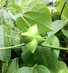 PROPORCIONANDO SEMILLAS DE PLUKENETIA VOLUBILIS REPUTABLE A BUEN PRECIOS - Product Image 4