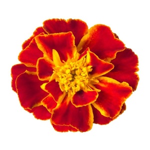 100% Pure & Natural Tagetes Marigold Flower <b>Essential</b> <b>Oil</b> at Cheap Price - Product Image 1