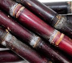 PRODUIT LE PLUS VENDU Canne à sucre pourpre canne à sucre rouge pour l'exportation 100% Naturel Fabriqué au Vietnam - Product Image 2