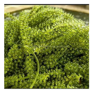 Algues de raisin de mer de meilleure qualité avec des nutriments riches et un goût frais, raisin de mer authentique/algues exporté pour les restaurants au détail - Product Image 4