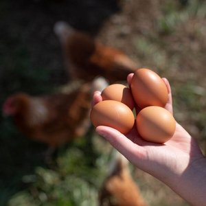 Oeufs de table à vendre - Product Image 5