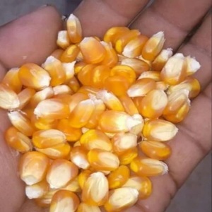 Maïs jaune de haute qualité pour l'alimentation animale/alimentation des vaches - Product Image 2
