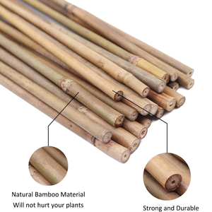 Les piquets de jardin en bambou naturel et flexible d'Eco2Go, idéaux pour le soutien des plantes en agriculture - Product Image 3