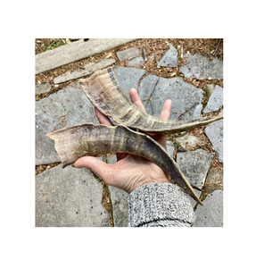 Corne de chèvre de haute qualité prix de gros corne de bélier de mouton corne de Shofar polie corne de chèvre meilleure vente - Product Image 2