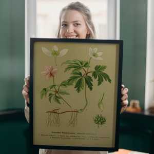 Affiche d'art éducatif vintage : Magnifique design d'anémone pour l'apprentissage - Product Image 1