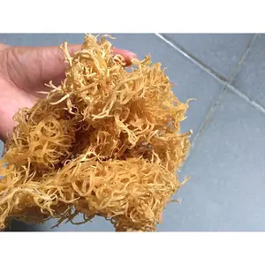 越南海洋低越南工厂的黄金海苔批发海苔野生工艺海苔-琳达什么。萨普0084989322607