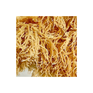 Alto contenido mineral de seamoss seco púrpura dorado para uso a base de hierbas El mejor precio en Vietnam - Product Image 4