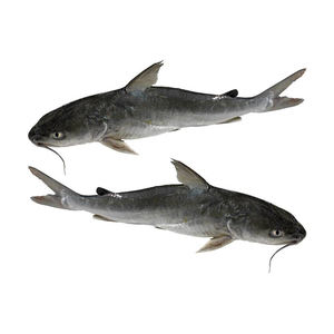 Poisson-chat frais et congelé, élevé en ferme, pour les marchés d'exportation, vente en gros - Product Image 2