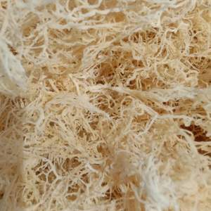 Dried Seaweed Eucheuma Cottonii <b>Irish</b> <b>Moss</b> / Seamoss Lowest Moistures From Vietnam Golden <b>Moss</b> Delicious Flavore Premium Grade - Product Image 5