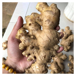 Racines de gingembre frais de haute qualité disponibles en vrac avec une livraison rapide et des prix compétitifs du Vietnam - Product Image 3