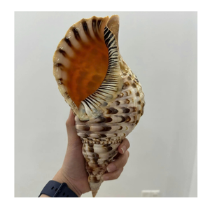 Fuente de Vietnam Trompeta Triton Shell para pantalla interior suministrada por 99 Gold Data Trompeta Triton Shell Export - Product Image 4