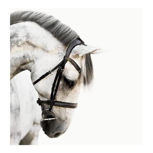 บังเหียนม้าหนังแท้คุณภาพสูง Lumiere Equestrian Milan แบบปรับเปลี่ยนได้ พร้อมแผ่นรองหนัง Nappa ระดับพรีเมียม ราคาสมเหตุสมผล พกพาสะดวก - Product Image 5