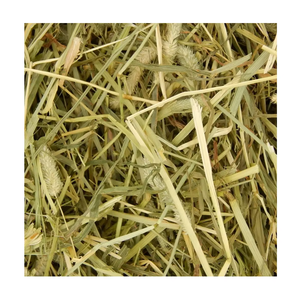 Premium Alfalfa Hay Available In Bulk Fresh Alfalfa Hay Packed To Preserve Nutrients For Farm And Ranch <b>Feeding</b> - Product Image 2