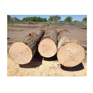Fresh Cut Oak Wood Round Logs - Wholesale Price, Large Quantity Available - Product Image 6
