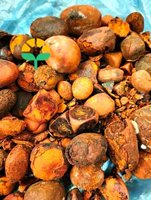 Extracto de cálculos biliares de buey y ganado natural de alta calidad con 3 años de vida útil para otros usos