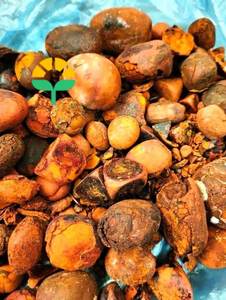 สารสกัดจากกระเพาะปัสสาวะวัวและโคคุณภาพสูงจากธรรมชาติและบริสุทธิ์สำหรับขาย - Product Image 4