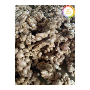 ขิงสดจากเวียดนามส่วนประกอบรากธรรมชาติพรีเมี่ยมสำหรับปรุงรสรสชาติอาหารและส่งออกทั่วโลก - Product Image 6