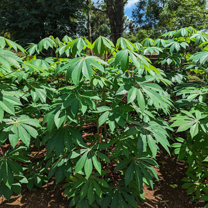 Hojas de yuca congeladas IQF de alta calidad de producción de proveedores de Vietnam - Product Image 1