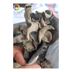 Hongo de la Nube Negro Seco Comestible, Hongo Auricularia Seco Natural en Rodajas Enteras, Venta al por Mayor - Product Image 4