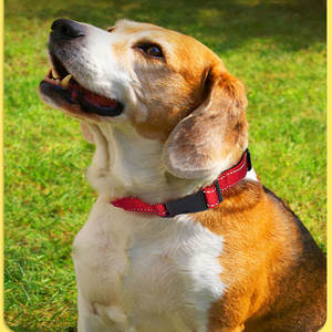 Collares de Perro Decorativos de Nailon Reflectantes Ajustables Personalizados por el Fabricante, Antipérdida para la Noche - Product Image 4