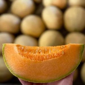 Premium Class I <b>Fresh</b> Cantaloupe <b>Melons</b> - High Brix Sweetness - Bulk Export Grade Musk <b>Melons</b> - Product Image 2