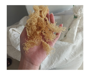 Orgánico Wildcrafted Premium seco musgo de mar Cottonii puro superalimento a granel al por mayor natural vegano no GMO sin gluten Vietnam - Product Image 1