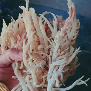 海鲜产品100% 天然Eucheuma cottonii海藻海苔对人类有益Serena女士