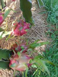 Fruit du dragon rouge et blanc de catégorie d'exportation du Vietnam avec l'approvisionnement stable et la bonne durée de conservation - Product Image 4