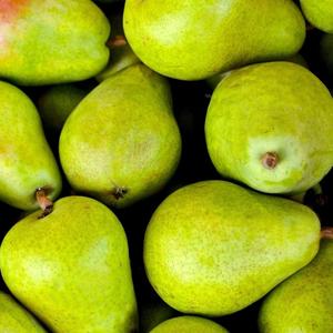 Pêres de conférence de qualité supérieure, de qualité d'exportation, sucrées, juteuses, riches en fibres, fraîches, pour la vente en gros dans la chaîne du froid mondiale - Product Image 2