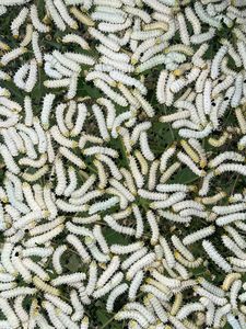 Edredón de Seda de Morera 100% Orgánica de Primera Calidad, Fabricante de Edredones de Lujo Rellenos de Seda para el Hogar y Hoteles, Procedente de Vietnam - Product Image 3