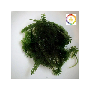 Raisins de mer séchés de qualité supérieure à la saveur umami et à la texture croquante, idéaux pour les salades saines et les plats végétaliens - Product Image 2