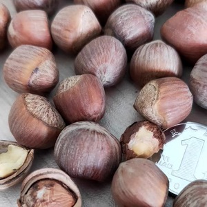 เฮเซลนัทเฮเซลนัทถั่วดิบสำหรับบริโภคจำนวนมาก - Product Image 2