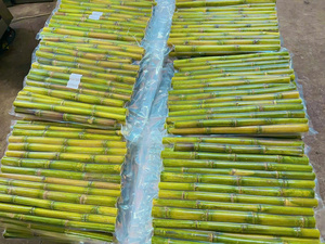 Canne à sucre congelée en vrac du Vietnam Bâtonnets frais naturels juteux idéaux pour l'usine de jus de transformation de boissons et l'exportation de produits alimentaires - Product Image 5