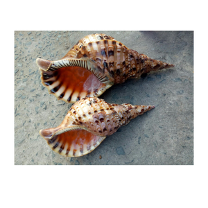 Coquilles de trompette du Vietnam pour la décoration intérieure de style océanique, spectacles d'aquarium, configurations de mariage et fournitures d'artisanat créatif - Product Image 1