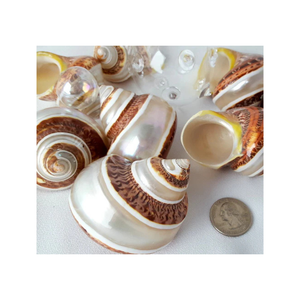 Adorno de concha Turbo artesanal estilo costero - Product Image 5