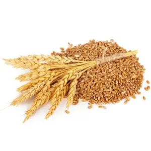 小麦粒デュラム小麦と小麦粉