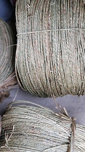 Cuerdas de algas marinas naturales de Vigifarm para mayoristas Vietnam materia prima de algas marinas naturales - Product Image 6