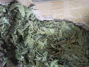 Hojas de menta secas orgánicas a granel mejor precio de fábrica gran stock disponible calidad premium tarifas de exportación competitivas - Product Image 2