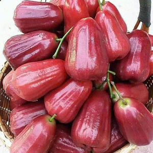 Exportations Bell Fruit: où la douceur naturelle répond à la demande mondiale - Product Image 5