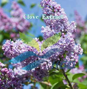 HGO Fournisseur direct d'usine d'extrait naturel de clou de girofle (Syzygium aromaticum (L.) Merr.) & L.M. Extrait de qualité alimentaire Perry) à rapport 10:1 - Product Image 2