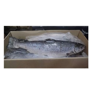 Salmón Atlántico Entero Fresco / Congelado, Proveedor de Calidad Original - Product Image 6