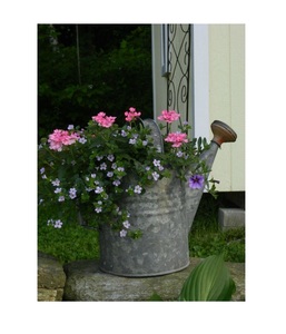 Direct du fabricant Arrosoir Galvaniser métal Irrigation métal peut best-seller - Product Image 4