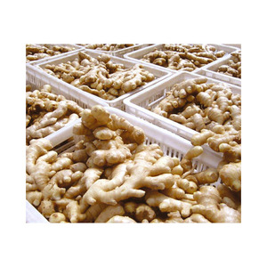 รากขิงสดในอัตราขายส่งสำหรับโปรเซสเซอร์เครื่องเทศและผู้จัดจำหน่าย - Product Image 2