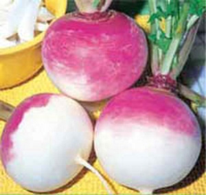 Graines de globe blancs Tunrip Purple Top - Product Image 1